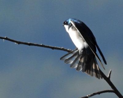 Tree Swallow Stretch