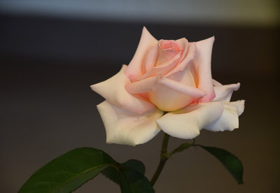Single Light Pink Rose