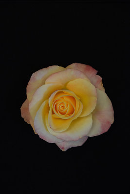 White, Yellow and Pink Rose