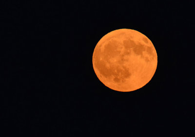 Orange Harvest Moon