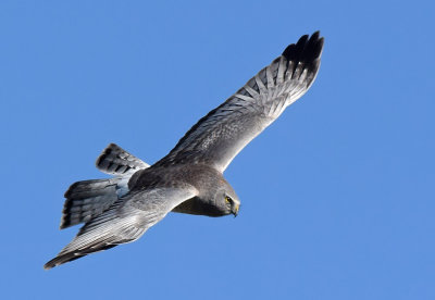 Male Northern Harrier