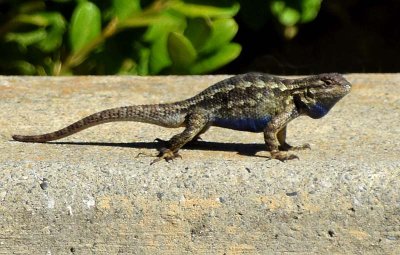 Blue Belly Push Ups