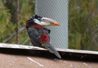 Curl Crested Aracari