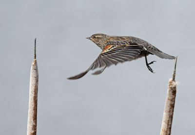 Red-Winged Blackbird Hop