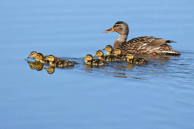 Mallard Babes