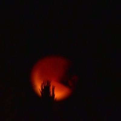 Losing the Moon Behind the Trees