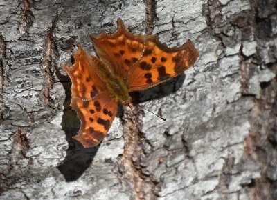 Hoary Comma Butterfly