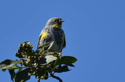 Audubon Warbler