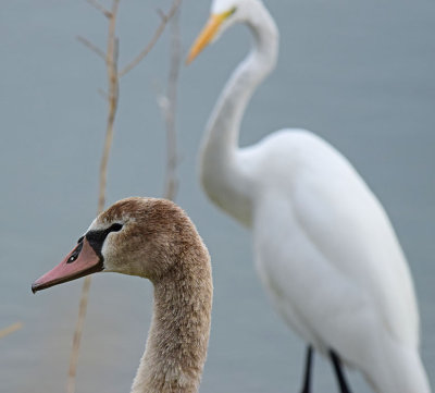 Young Swan and Great Egret
