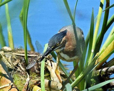 Green Heron Catching a Dragonfly