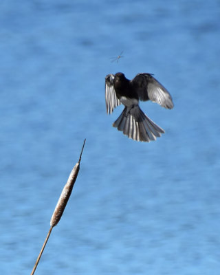 Black Phoebe Trying for a Dragonfly