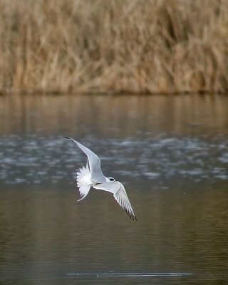 Forsters Tern Acrobatics