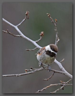 Chickadee In A Tree