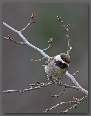 Chickadee In A Tree