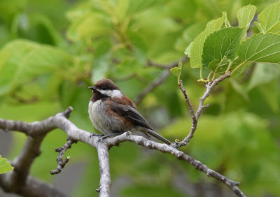 Chickadee On Green