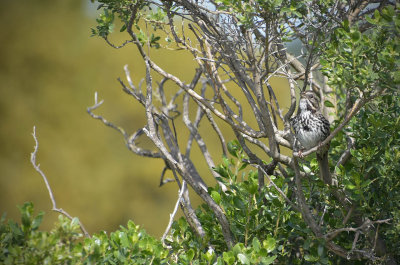 Song Sparrow at the Ponds