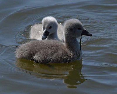 Two-day Old Cygnets