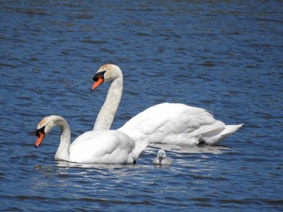 Swan Parents with One Cygnet