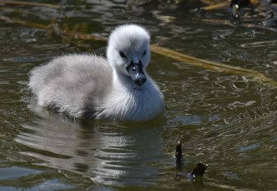 Two-Day Old Cygnet