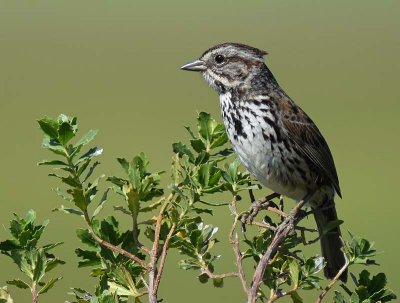 Song Sparrow on Green