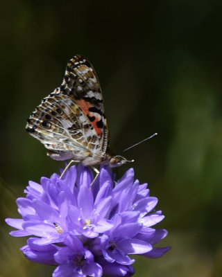 Painted Lady on Blue Dick Wildflower