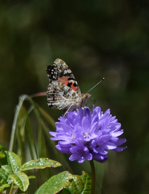 Side View of Painted Lady