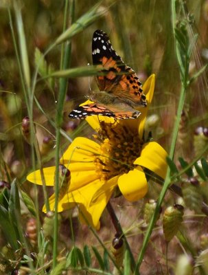 Painted Lady Wings Open