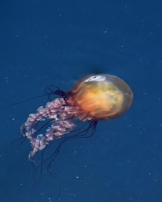 Clear Jellyfish in the Wild