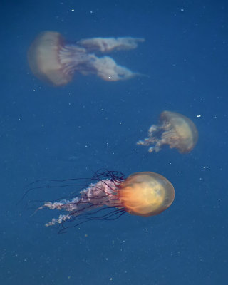 Three Wild Jellyfish