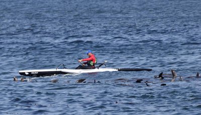 Malolo Rower with Sea Lions