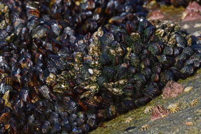 Mussels and Limpets