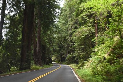 Driving Through the Redwoods