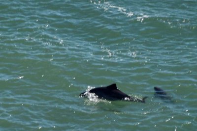 Porpoises in San Francisco Bay
