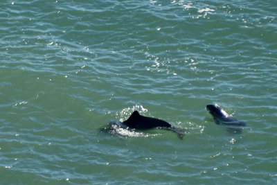 Harbor Porpoises Seen From the Golden Gate