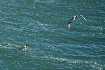 Porpoise and Brown Pelican