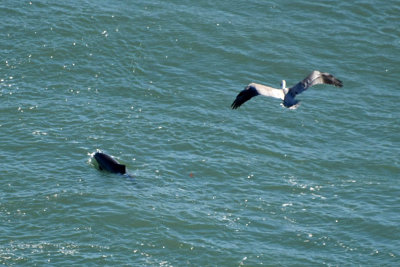 Porpoise and Brown Pelican 2