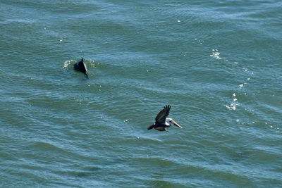 Porpoise and Brown Pelican 3