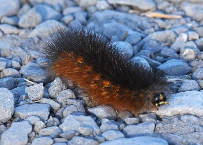 Also Known As Woolly Bear Caterpillar