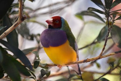 Another Gouldian Finch