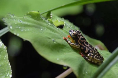 Riggenbach's Reed Frog