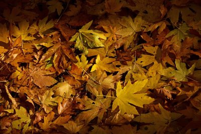 Many Fallen Leaves