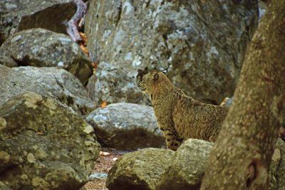 A Bobcat Walks By