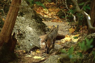 Bobcat Continues On
