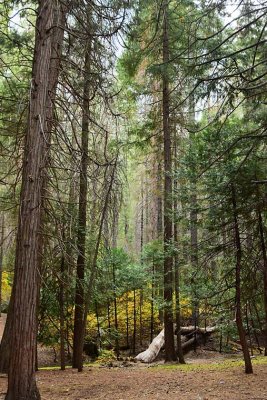 Depth Of Trees to Gold