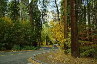 Curve in Road & Gold Leaves
