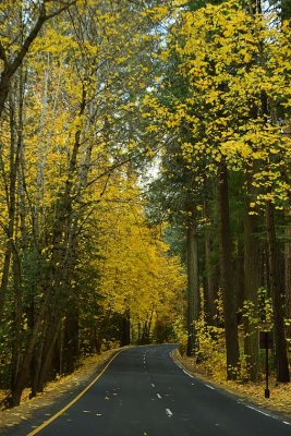 Road Through Golden Leaves
