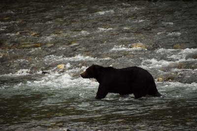 Bear Silhouette Against Rapids