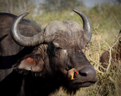Buffalo with ox pecker