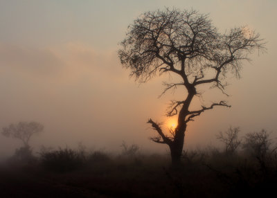 Kruger misty sunrise