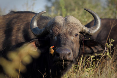 Buffalo with ox pecker